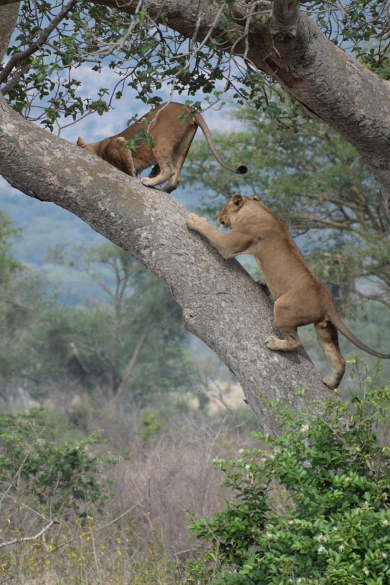 Park entrance fees in Uganda's national Parks