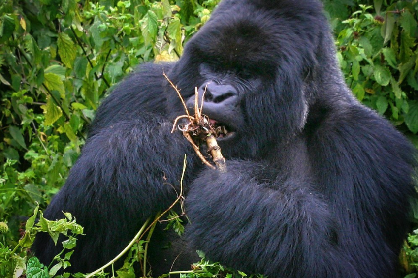 cheap car hire uganda with gorilla permits